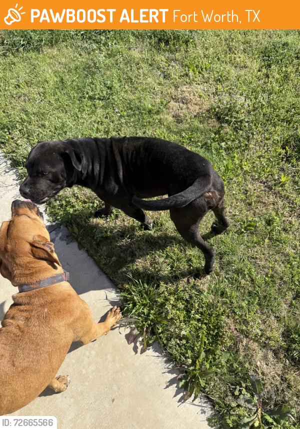 Found/Stray Male Dog last seen Yuma Avenue, Fort Worth, TX 76104
