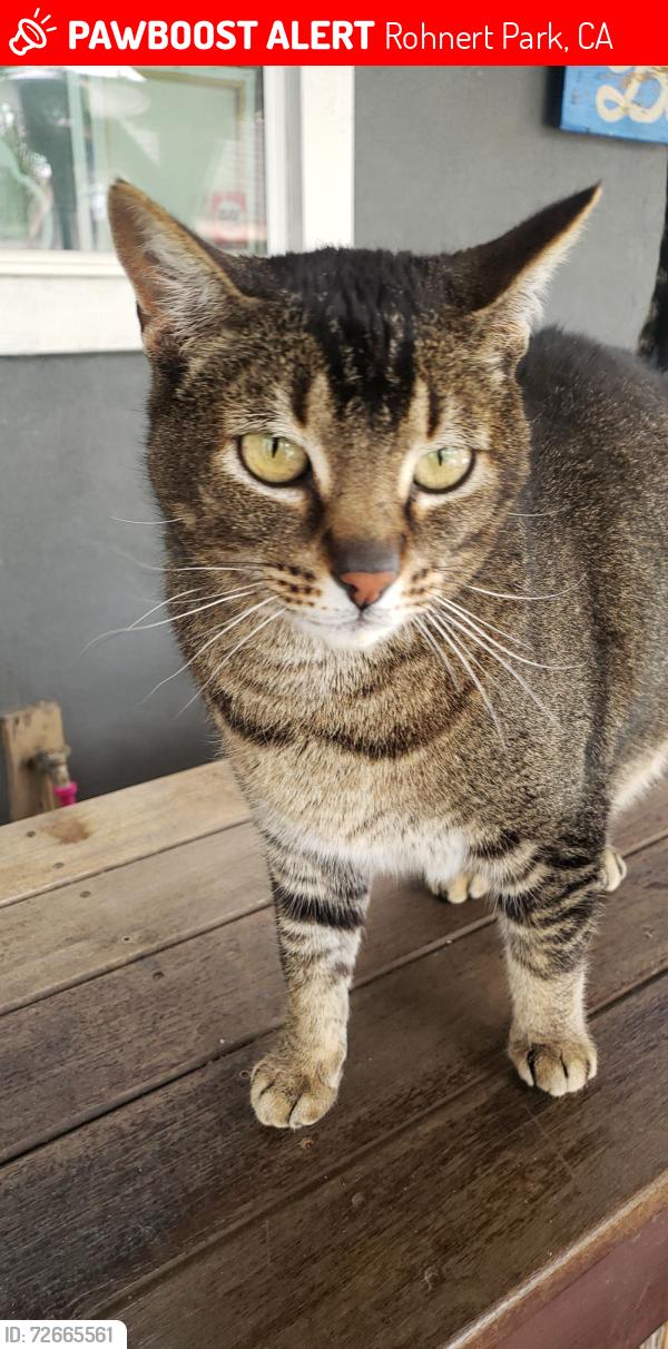 Lost Male Cat last seen Adrian, Arlen, Anson , Rohnert Park, CA 94928