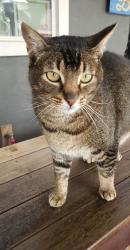 Lost Male Cat last seen Adrian, Arlen, Anson , Rohnert Park, CA 94928