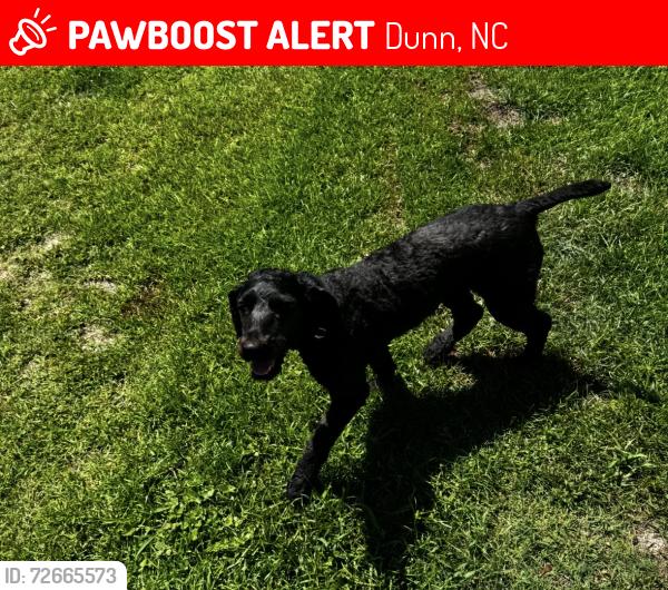 Lost Female Dog last seen Urgent Care , Dunn, NC 28334