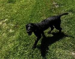 Lost Female Dog last seen Urgent Care , Dunn, NC 28334