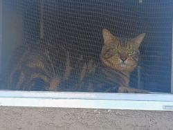 Lost Male Cat last seen Pch & Gladys  near Shin Sushi, Long Beach, CA 90804