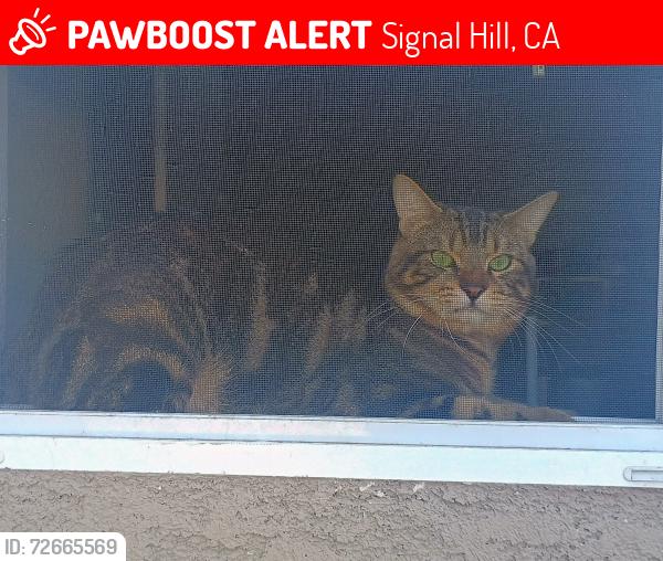 Lost Male Cat last seen Pch & Gladys  near Shin Sushi, Long Beach, CA 90804