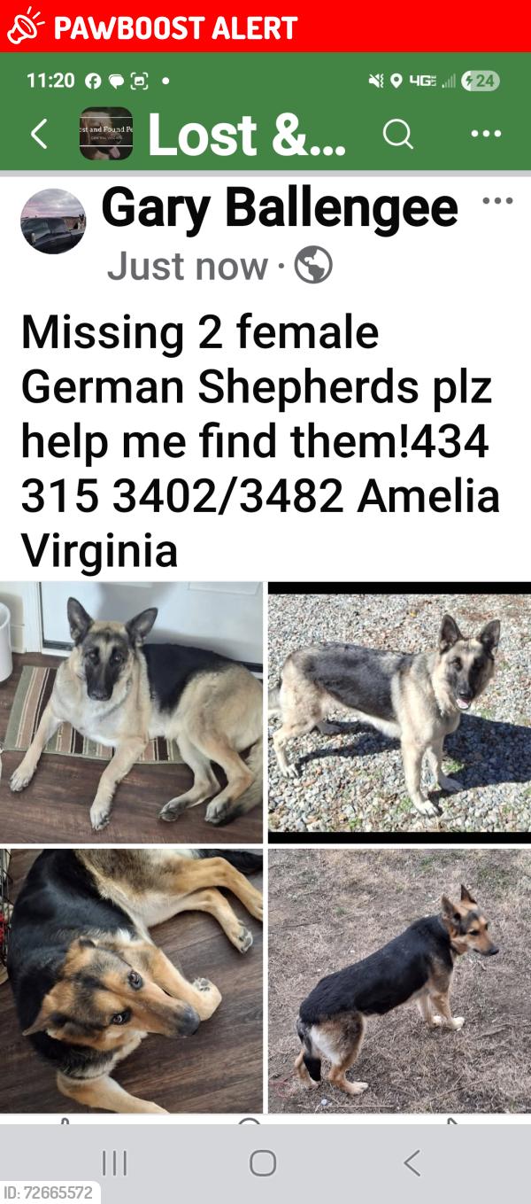 Lost Female Dog last seen Giles n Genito Rds, Amelia Court House, VA 23002