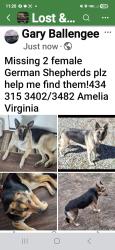Lost Female Dog last seen Giles n Genito Rds, Amelia Court House, VA 23002