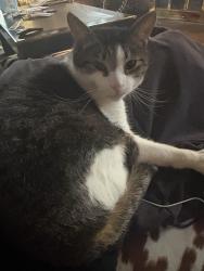 Lost Male Cat last seen Near Beard Ave, Buffalo, NY 14214