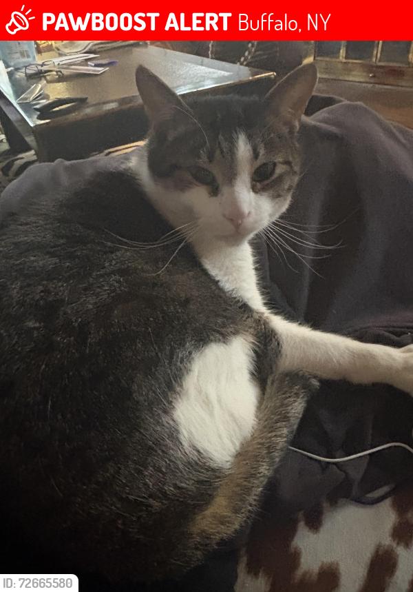 Lost Male Cat last seen Near Beard Ave, Buffalo, NY 14214