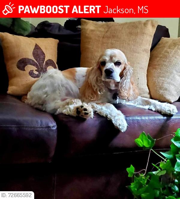 Lost Male Dog last seen Northside dr, Jackson, MS 39206