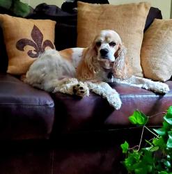 Lost Male Dog last seen Northside dr, Jackson, MS 39206