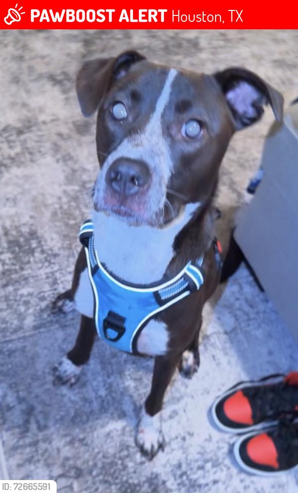 Lost Male Dog last seen Withee Path lane, Houston, TX 77048