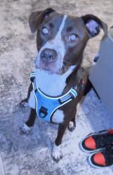 Lost Male Dog last seen Withee Path lane, Houston, TX 77048