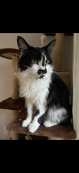 Lost Female Cat last seen Red Clover Rymfire, Palm Coast, FL 32164