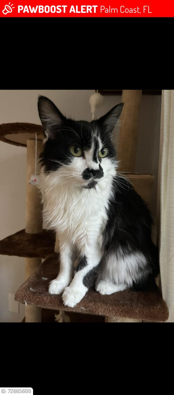 Lost Female Cat last seen Red Clover Rymfire, Palm Coast, FL 32164