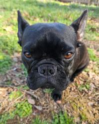 Found/Stray Female Dog last seen Holland Ridge Road, La Vergne, TN 37086