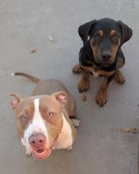 Found/Stray Unknown Dog last seen William Cannon & Southwest Parkway, Austin, TX 78735