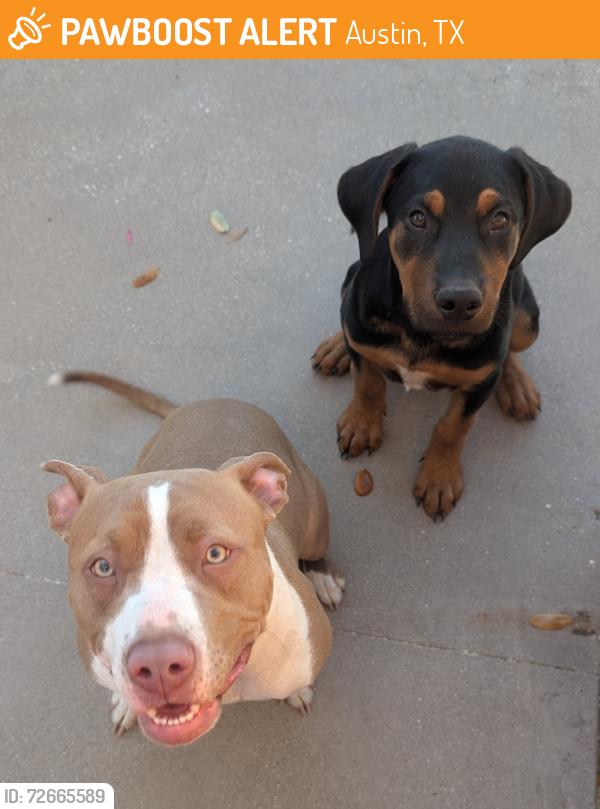 Found/Stray Unknown Dog last seen William Cannon & Southwest Parkway, Austin, TX 78735