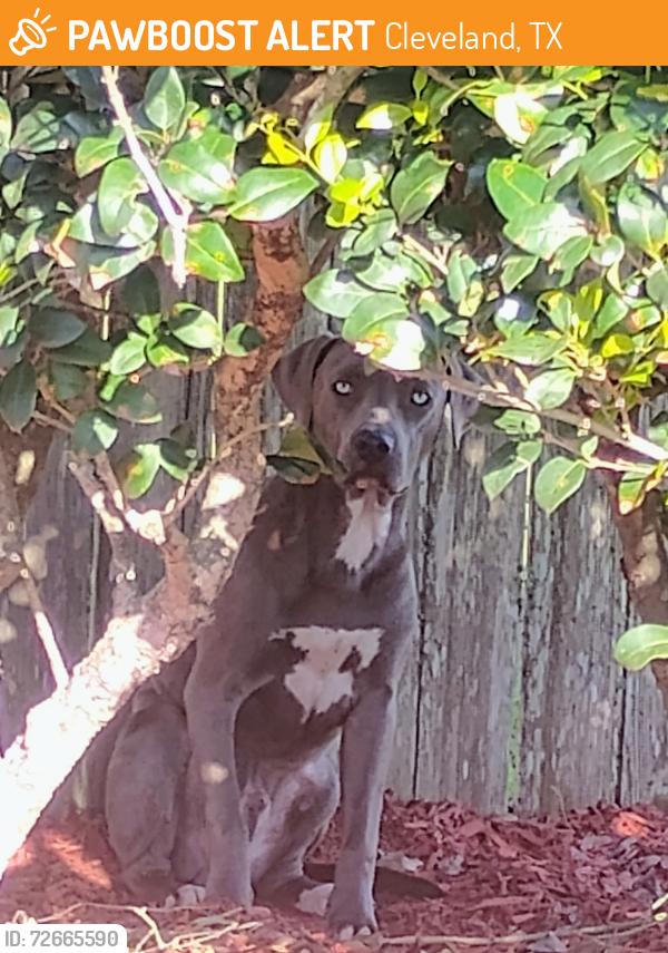 Found/Stray Male Dog last seen Loves travel stop Cleveland Texas , Cleveland, TX 77328