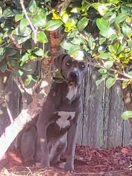 Found/Stray Male Dog last seen Loves travel stop Cleveland Texas , Cleveland, TX 77328