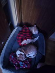 Lost Female Dog last seen Near plum tree drive, St. Peters, MO 63376