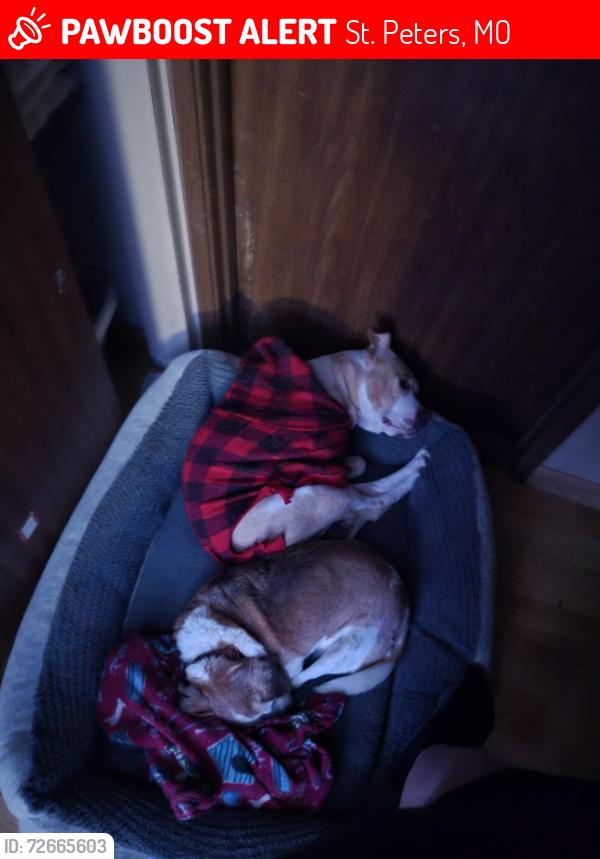 Lost Female Dog last seen Near plum tree drive, St. Peters, MO 63376