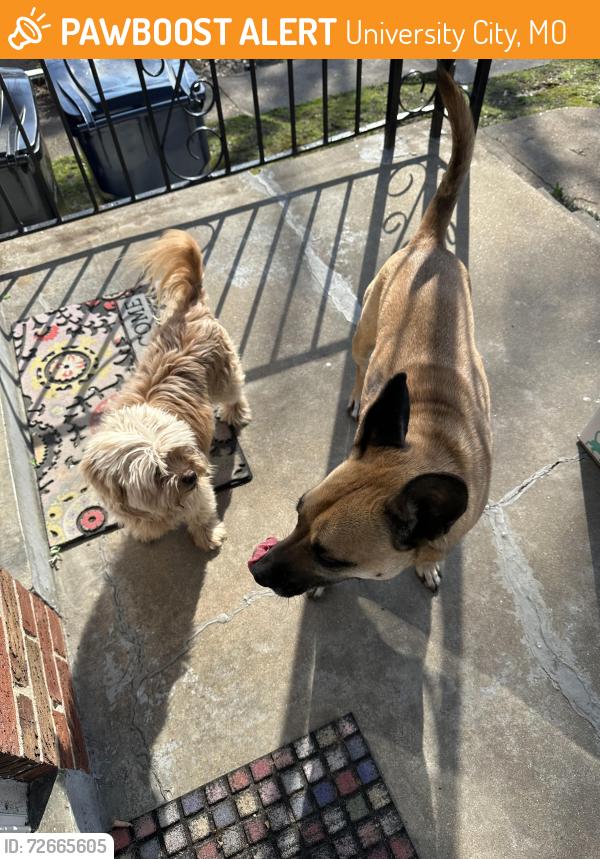 Found/Stray Unknown Dog last seen Midland, University City, MO 63130