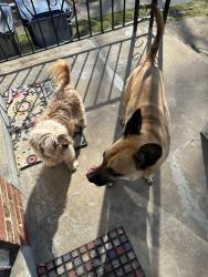 Found/Stray Unknown Dog last seen Midland, University City, MO 63130