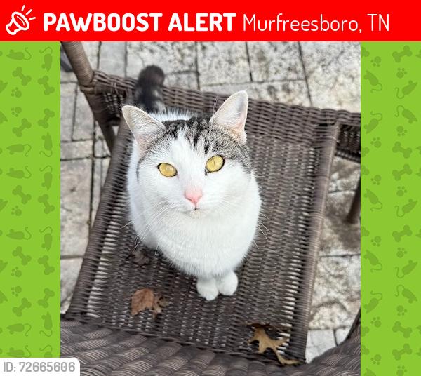 Lost Female Cat last seen Near Salem Cove Lane, Murfreesboro, TN 37128