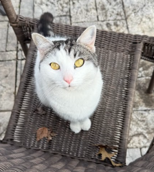 Lost Female Cat last seen Near Salem Cove Lane, Murfreesboro, TN 37128