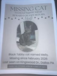 Lost Male Cat last seen Windsor dr dallas pa, Dallas, PA 18612