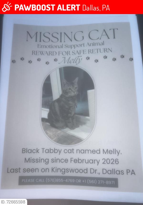Lost Male Cat last seen Windsor dr dallas pa, Dallas, PA 18612