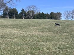 Found/Stray Unknown Dog last seen Near Rolling Rd., Scottsville, VA 24590
