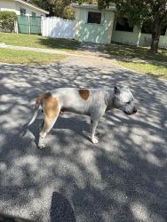 Lost Male Dog last seen 130th street 2 nd ave NE, Miami, FL 33137