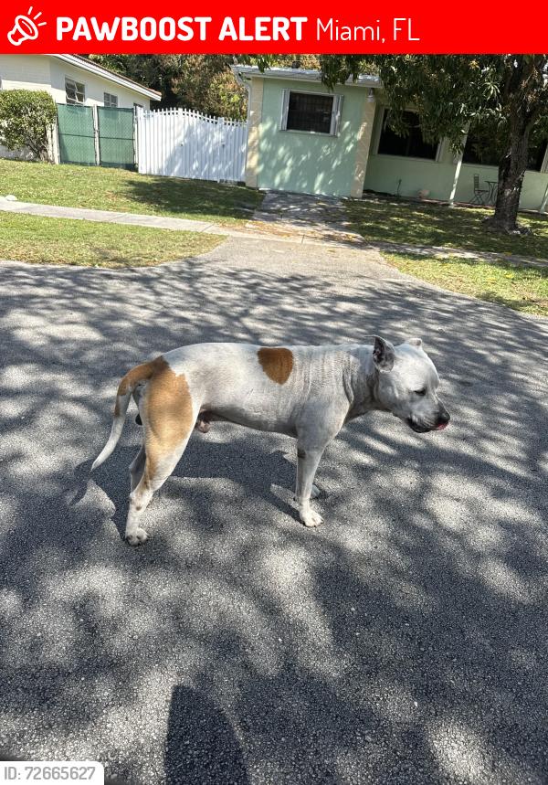 Lost Male Dog last seen 130th street 2 nd ave NE, Miami, FL 33137