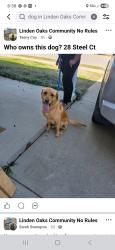 Found/Stray Male Dog last seen Linden oaks across from cameron food lion, Cameron, NC 28326