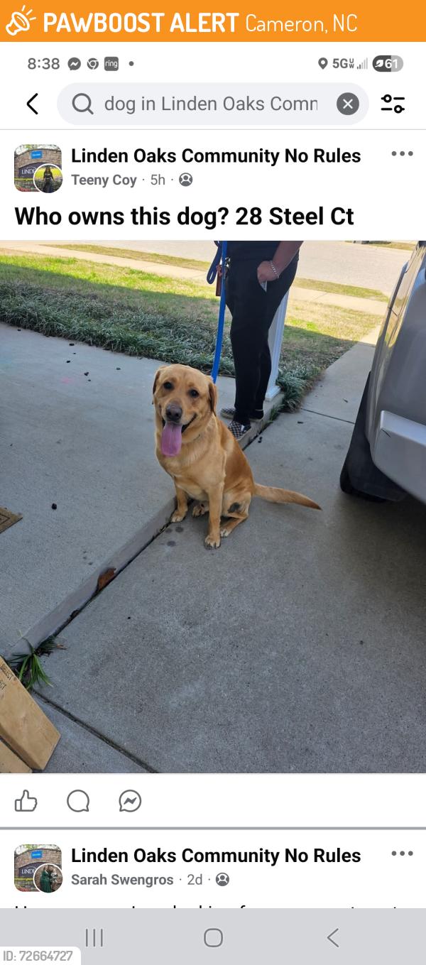 Found/Stray Male Dog last seen Linden oaks across from cameron food lion, Cameron, NC 28326