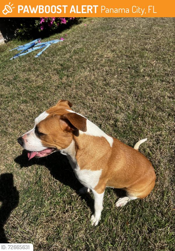 Found/Stray Female Dog last seen Wallace and Park, Panama City, FL 32404