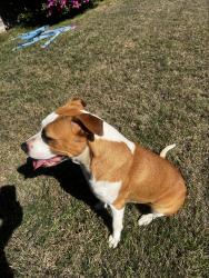 Found/Stray Female Dog last seen Wallace and Park, Panama City, FL 32404