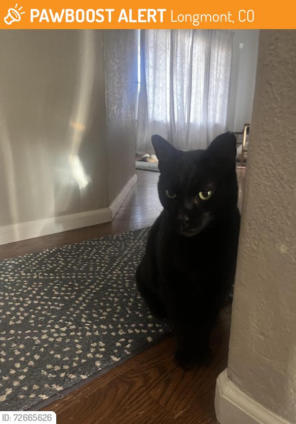 Found/Stray Male Cat last seen Glenarbor and Nightengale , Longmont, CO 80504