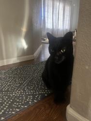 Found/Stray Male Cat last seen Glenarbor and Nightengale , Longmont, CO 80504
