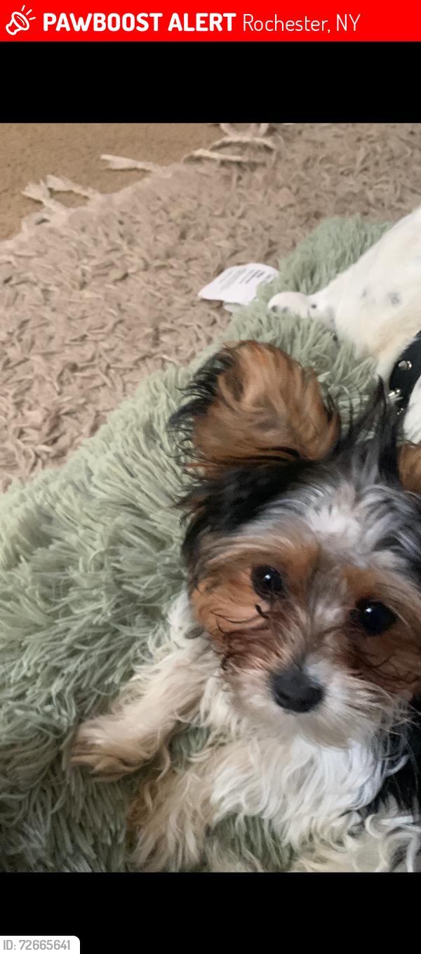 Lost Female Dog last seen Bedford between rocket, Rochester, NY 14609