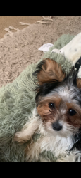 Lost Female Dog last seen Bedford between rocket, Rochester, NY 14609