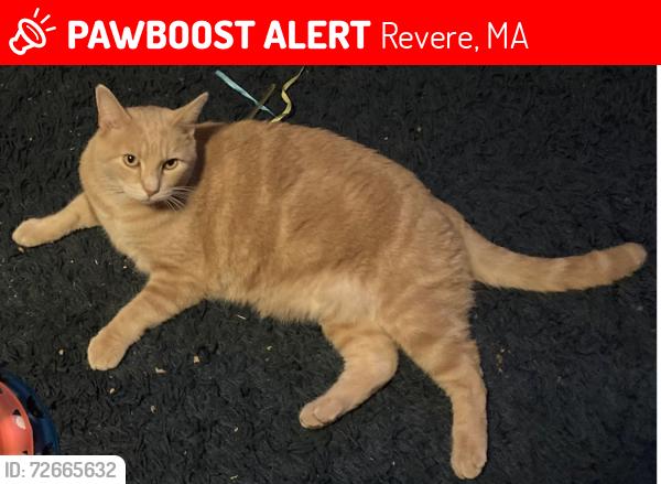 Lost Male Cat last seen Hillside Ave Revere, Revere, MA 02151