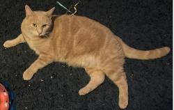 Lost Male Cat last seen Hillside Ave Revere, Revere, MA 02151