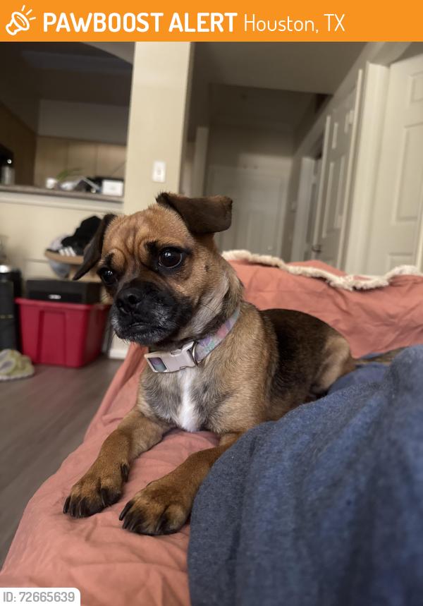 Found/Stray Female Dog last seen Gessner Rd and Beltway 8, Houston, TX 77071
