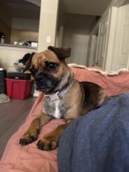 Found/Stray Female Dog last seen Gessner Rd and Beltway 8, Houston, TX 77071