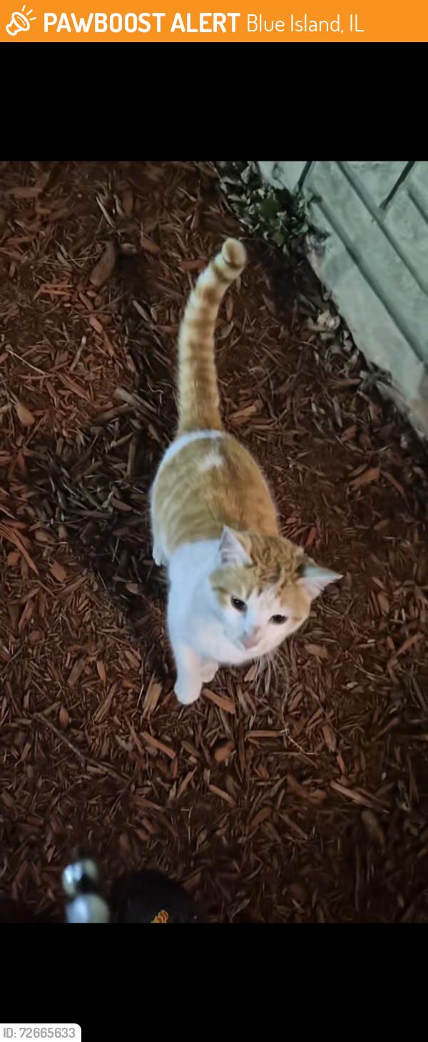Found/Stray Male Cat last seen He was across the street but came up to me when I called. Now hes been hanging around mine & the neighbors backyard. , Blue Island, IL 60406