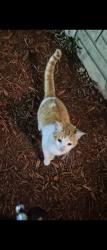 Found/Stray Male Cat last seen He was across the street but came up to me when I called. Now hes been hanging around mine & the neighbors backyard. , Blue Island, IL 60406