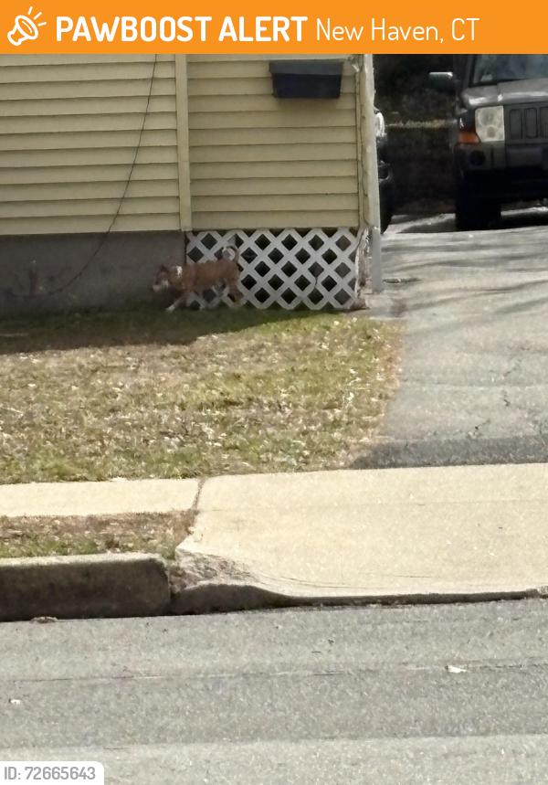 Found/Stray Unknown Dog last seen Fairfield St, New Haven, CT 06515