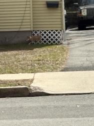 Found/Stray Unknown Dog last seen Fairfield St, New Haven, CT 06515