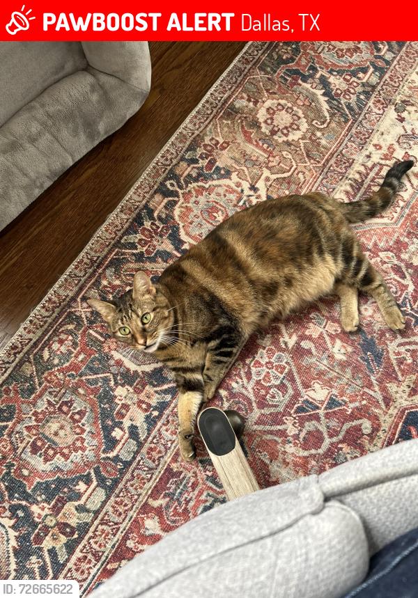 Lost Female Cat last seen Near Stanford Ave , Dallas, TX 75209
